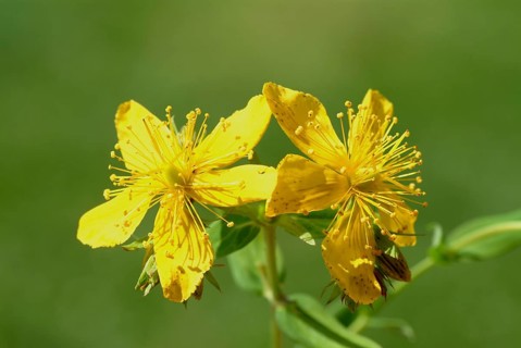 St. John's wort