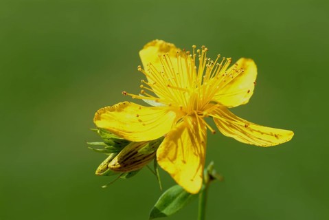 St. John's wort