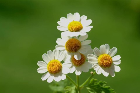 Feverfew