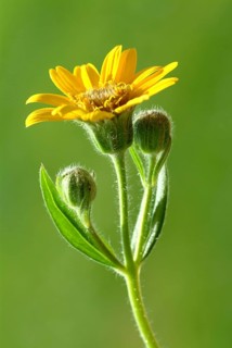 Arnica
