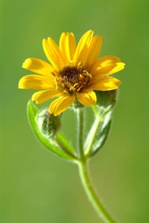 Arnica