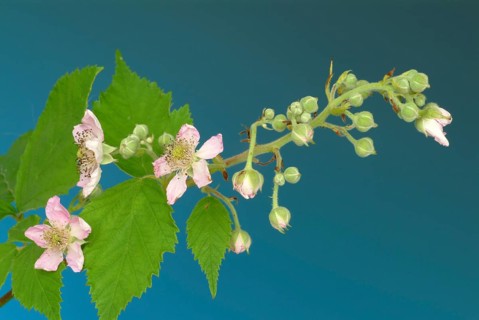 Bilberry