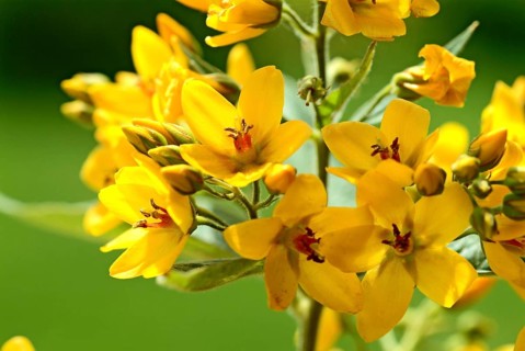 Yellow loosestrife