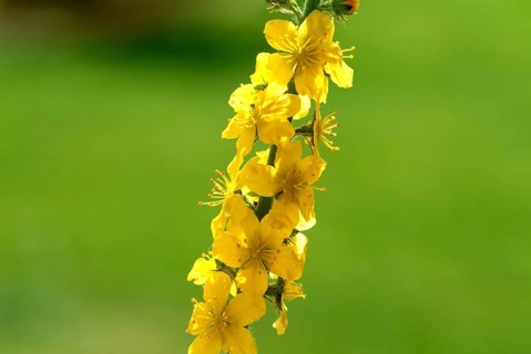 Common agrimony