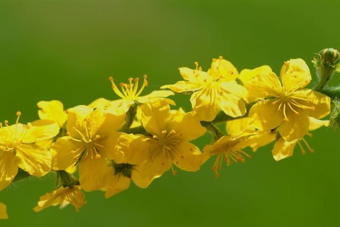 Common agrimony