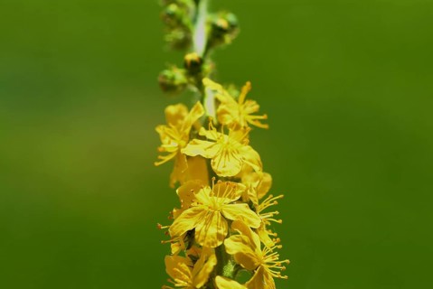 Common agrimony