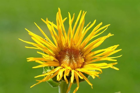Elecampane