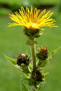 Elecampane