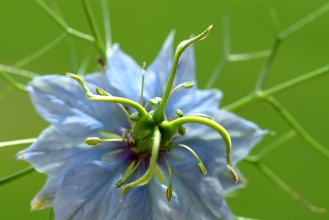 Black cumin