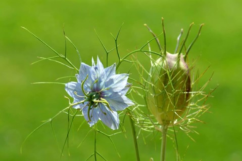 Black cumin