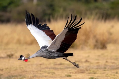 Black crowned crane