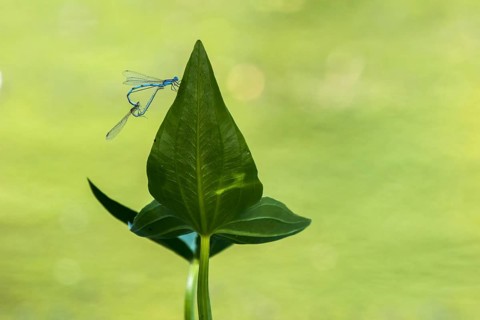 Mating wheel of the blue damselfly