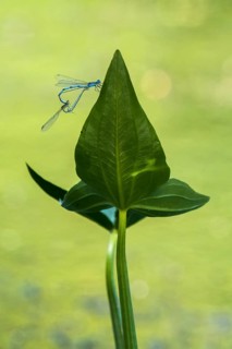 Mating wheel of the blue damselfly
