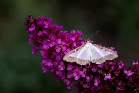 Box tree moth