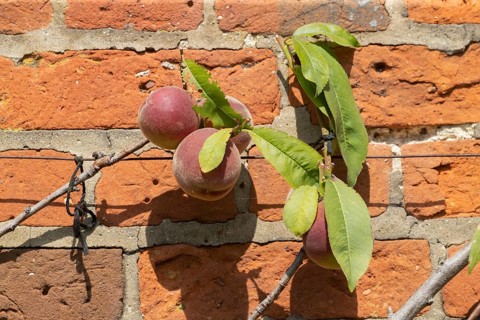 Peach
