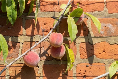 Peach