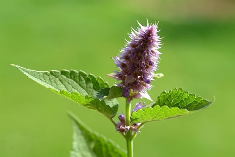 Flower of East Asian Giant Hyssop