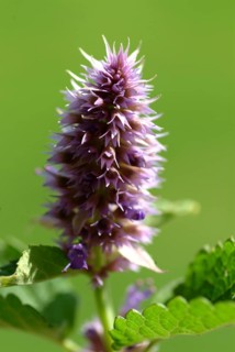 Flower of East Asian Giant Hyssop