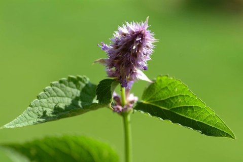 Flower of East Asian Giant Hyssop