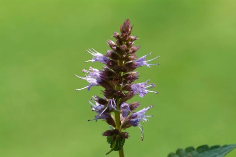 Flower of East Asian Giant Hyssop