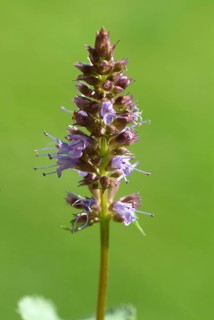 Flower of East Asian Giant Hyssop
