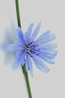 Flower of common chicory