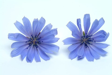 Flower of common chicory
