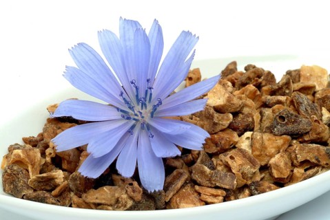 Flower and dried root of common chicory