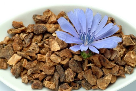 Flower and dried root of common chicory
