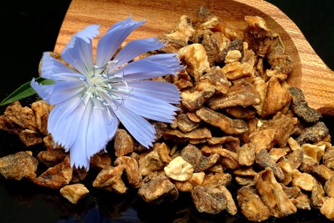 Flower and dried root of common chicory