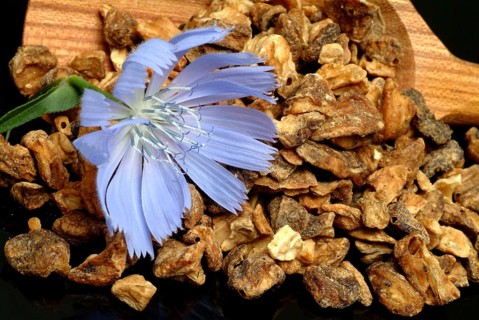 Flower and dried root of common chicory