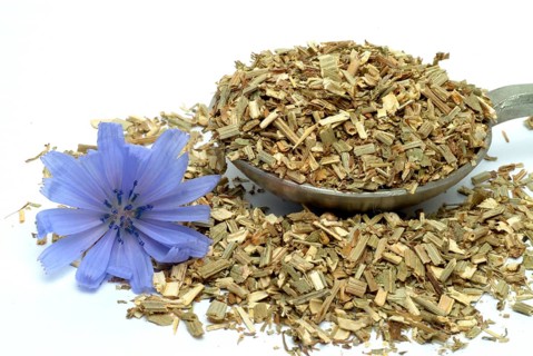 Flower and dried herb of common chicory