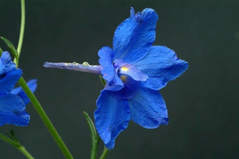 Flower of forking larkspur