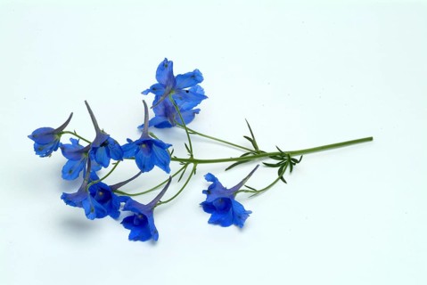 Flower of forking larkspur