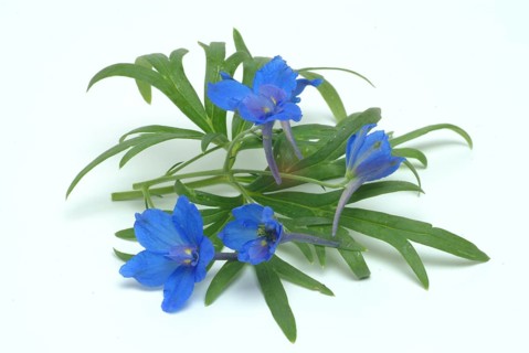 Flower of forking larkspur