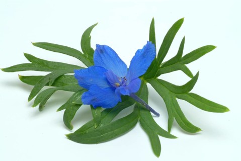 Flower of forking larkspur