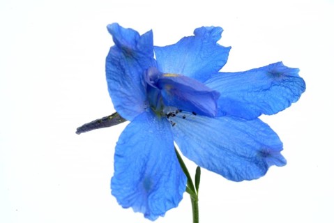 Flower of forking larkspur