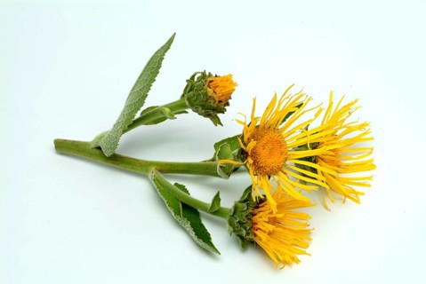 Flower of elecampane
