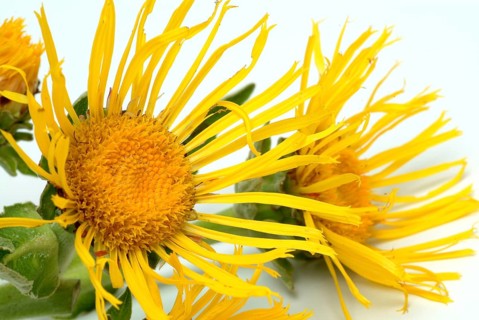 Flower of elecampane