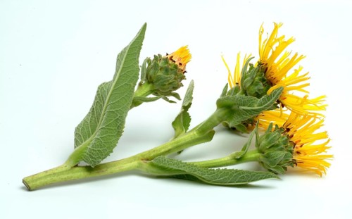 Flower of elecampane