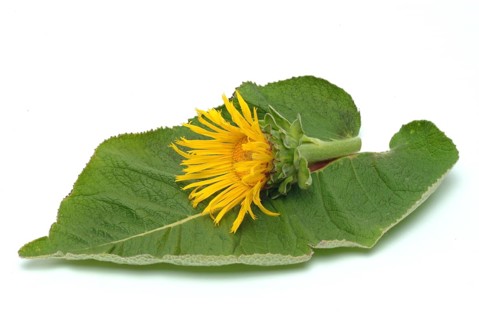 Flower of elecampane