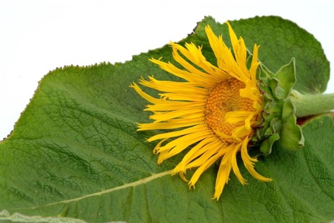 Flower of elecampane