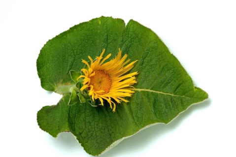 Flower of elecampane