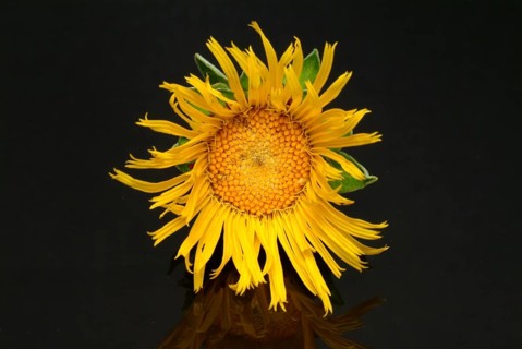Flower of elecampane