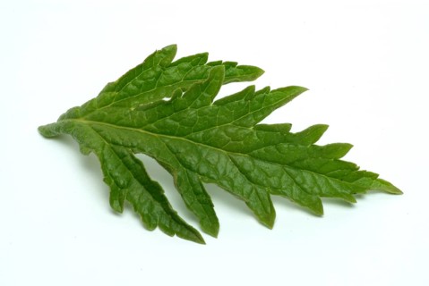 Common vervain