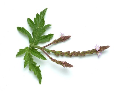 Common vervain