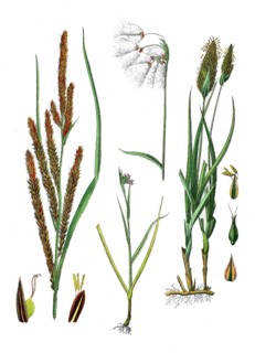 Ornamental sedge