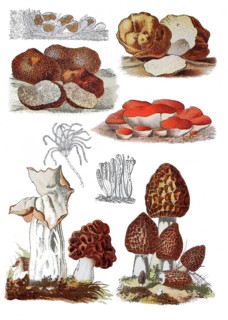 Edible morel