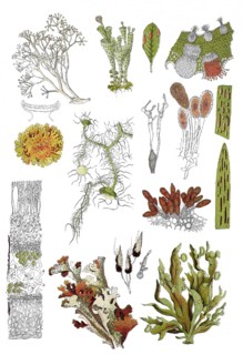 Icelandic lichen