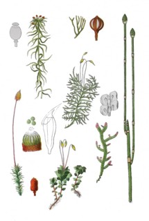 Sphagnum capillifolium